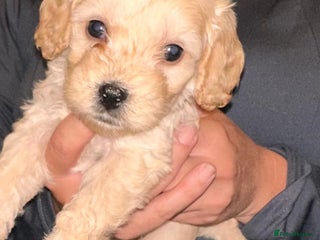 Cavapoo dogs - Advert 8