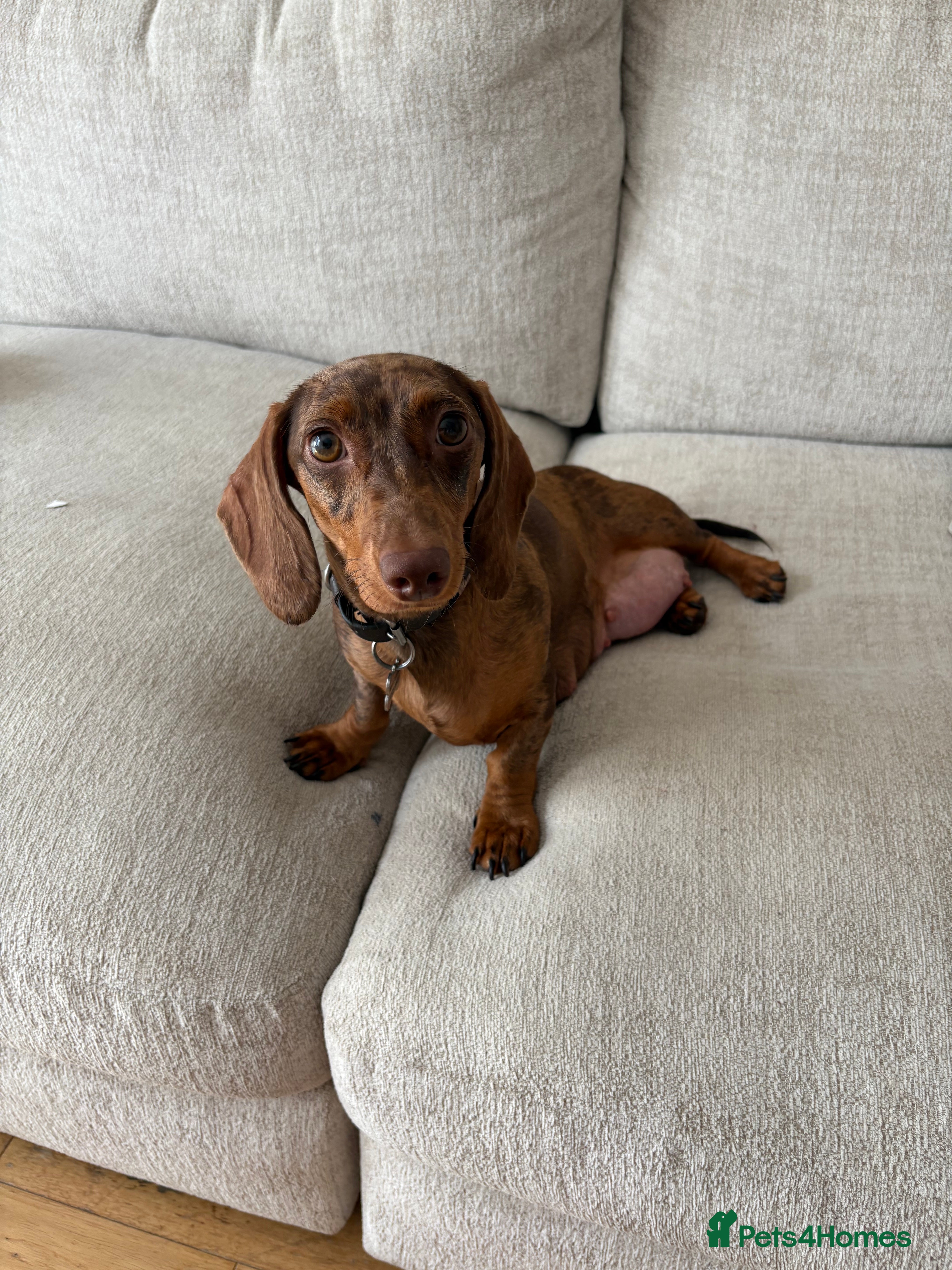 Miniature Dachshund dogs Smooth Miniature Daschund puppies  - Advert 11