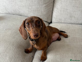 Miniature Dachshund dogs Miniature Daschund puppies - Advert 1