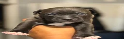 American Bull Staffy dogs for sale: Long legged staff litter - Advert 8