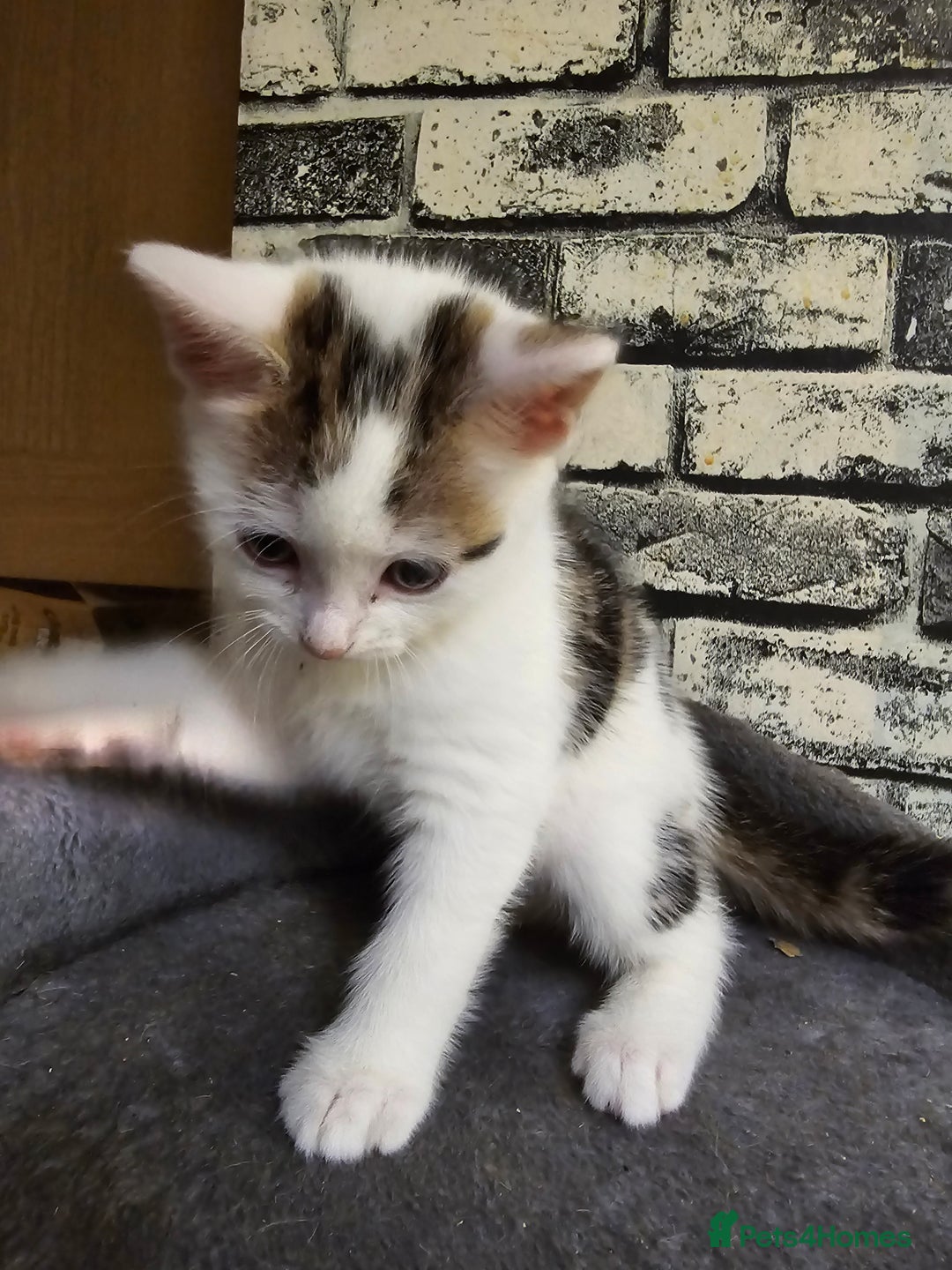 Domestic Shorthair cats for sale: Kittens for sale - Image 8