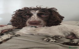 Sprocker dogs for sale: 3 Beautiful Female Sprocker puppies - Image 15