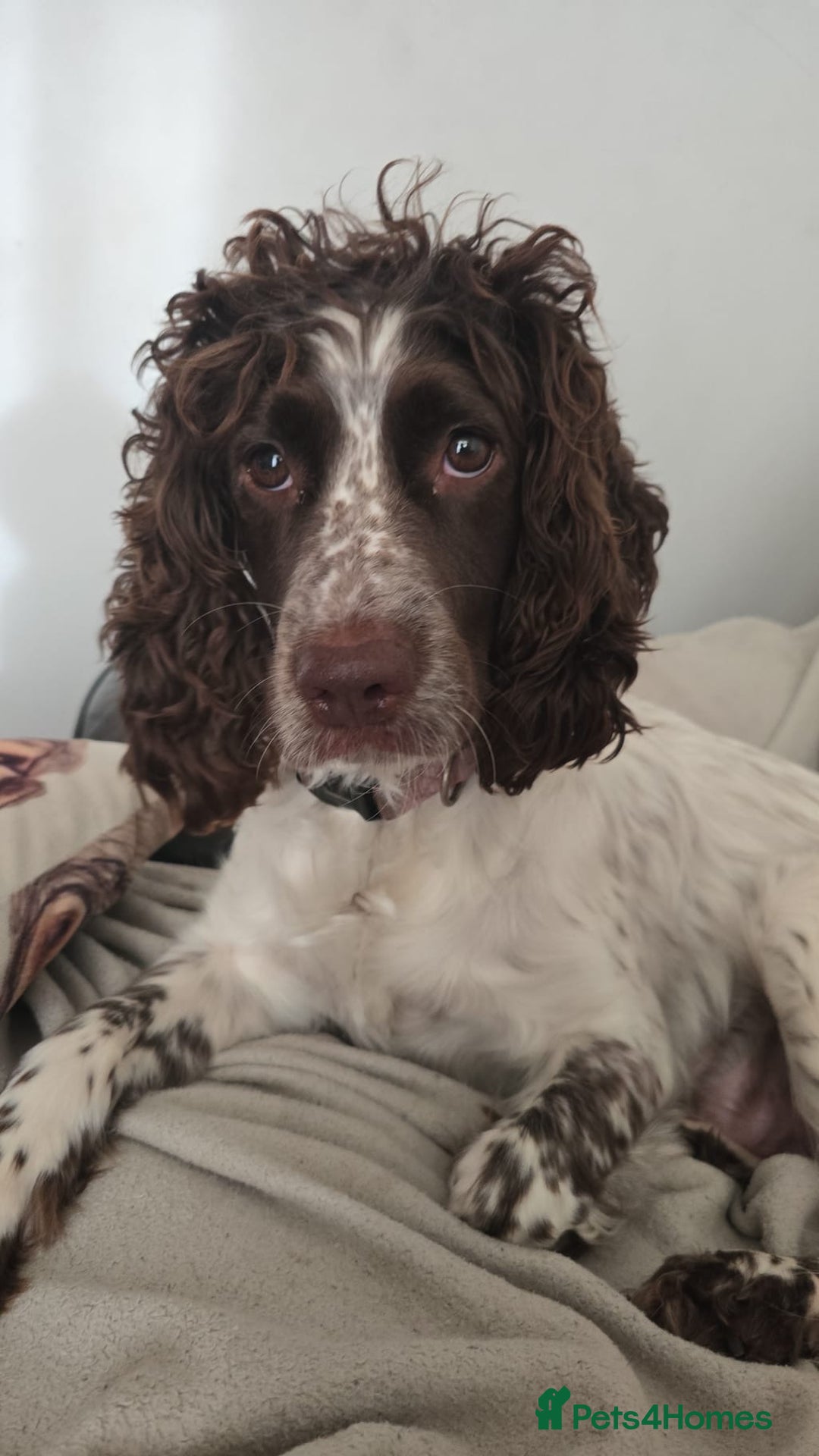 Sprocker dogs for sale: 3 Beautiful Female Sprocker puppies - Image 15