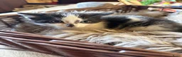 Mixed Breed cats for sale: Beautiful kittens for sale  - Advert 6