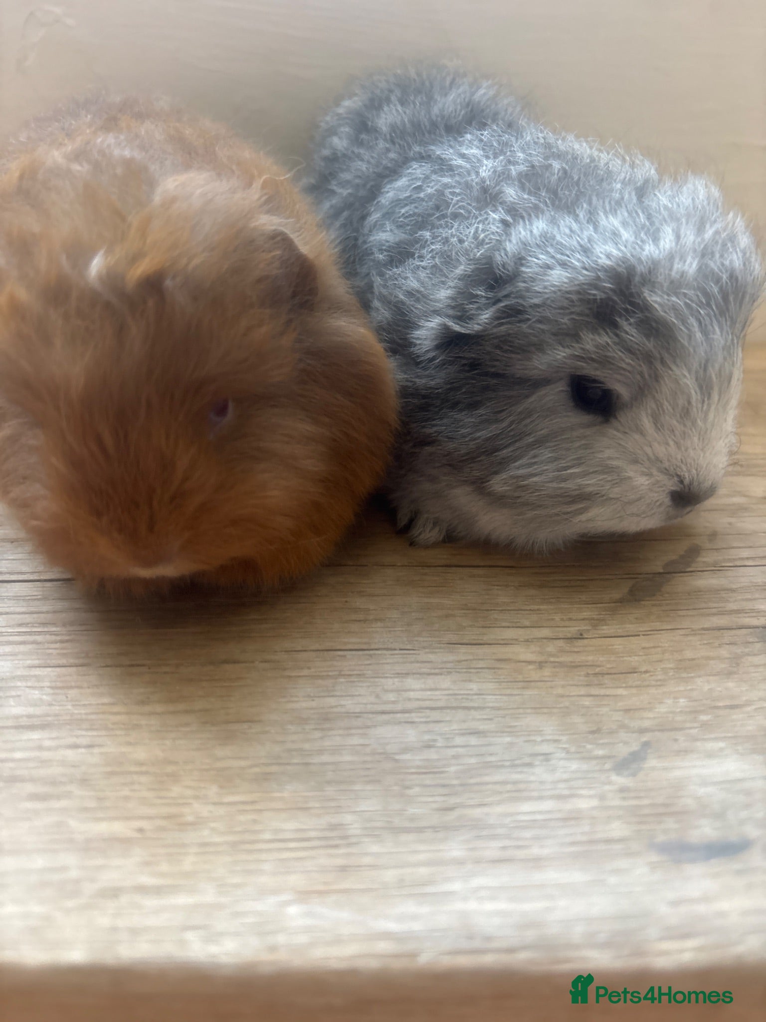 Guinea Pig rodents Swiss brothers - Advert 1