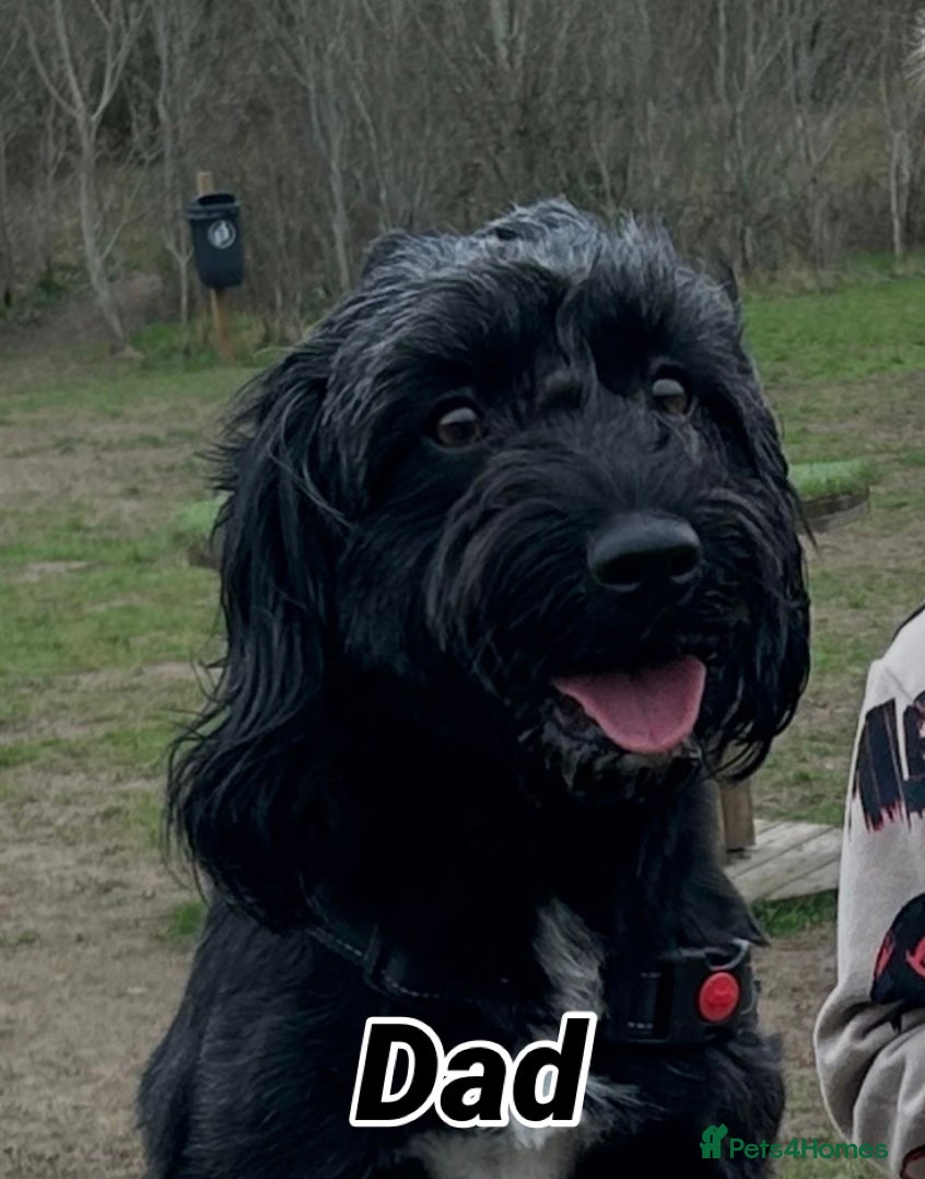 Benji