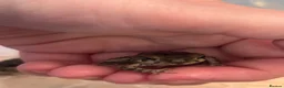 Toad reptiles for sale: 2 Baby Cane Toads - Advert 11