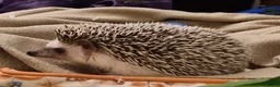 Pygmy Hedgehog rodents for sale: A very sad rehoming due to relocation and no pets  - Advert 2