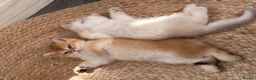 British Shorthair cats for sale: Two NY12 girls Available  - Advert 6