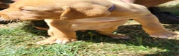 Springador dogs for sale: 6 beautiful springador Puppies fo4 sale - Advert 5