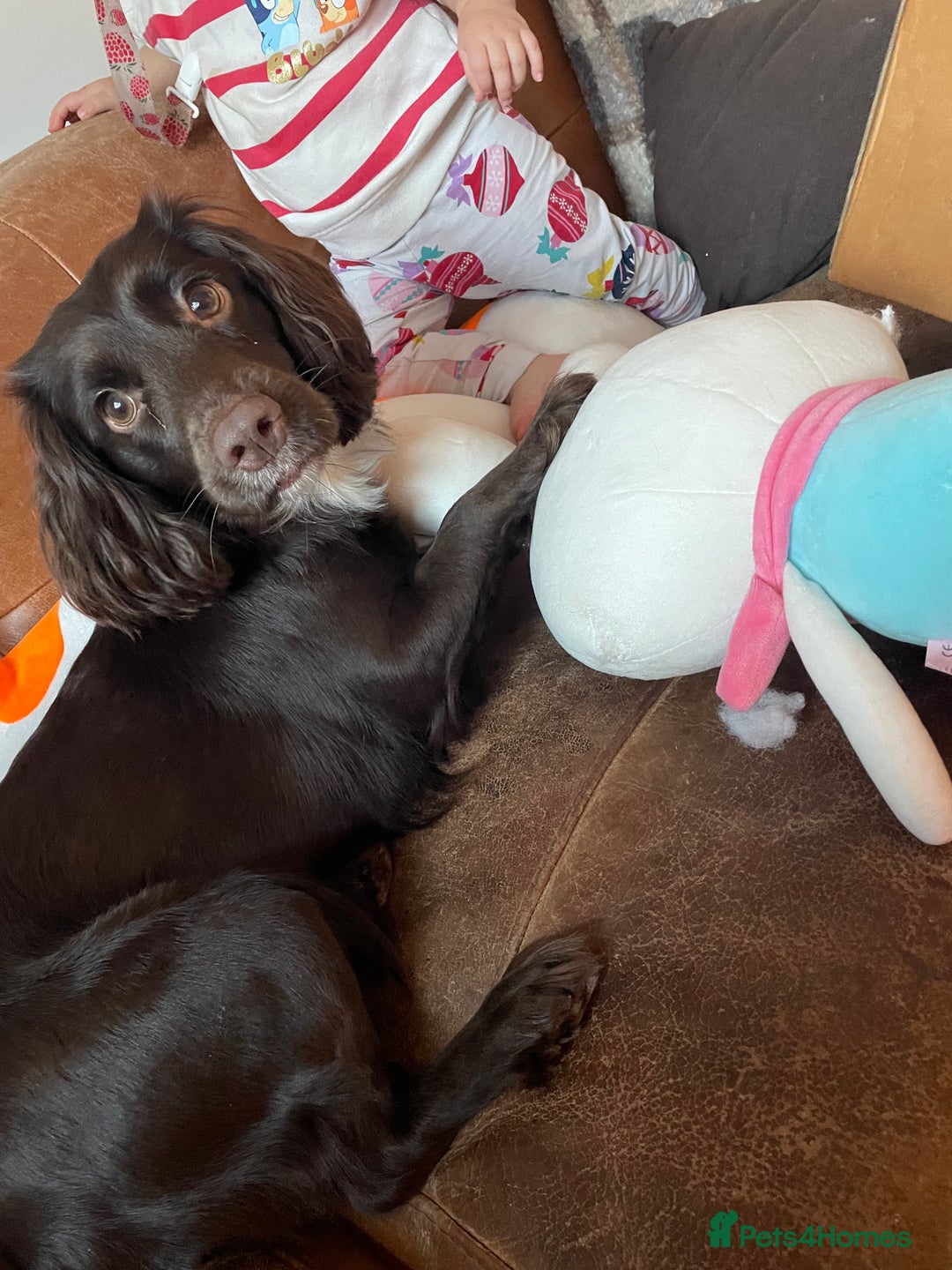 Sprocker dogs for sale: Female brown sprocker - Advert 4