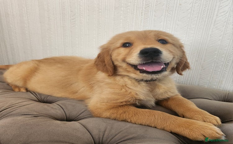 Golden Retriever dogs - Advert 3
