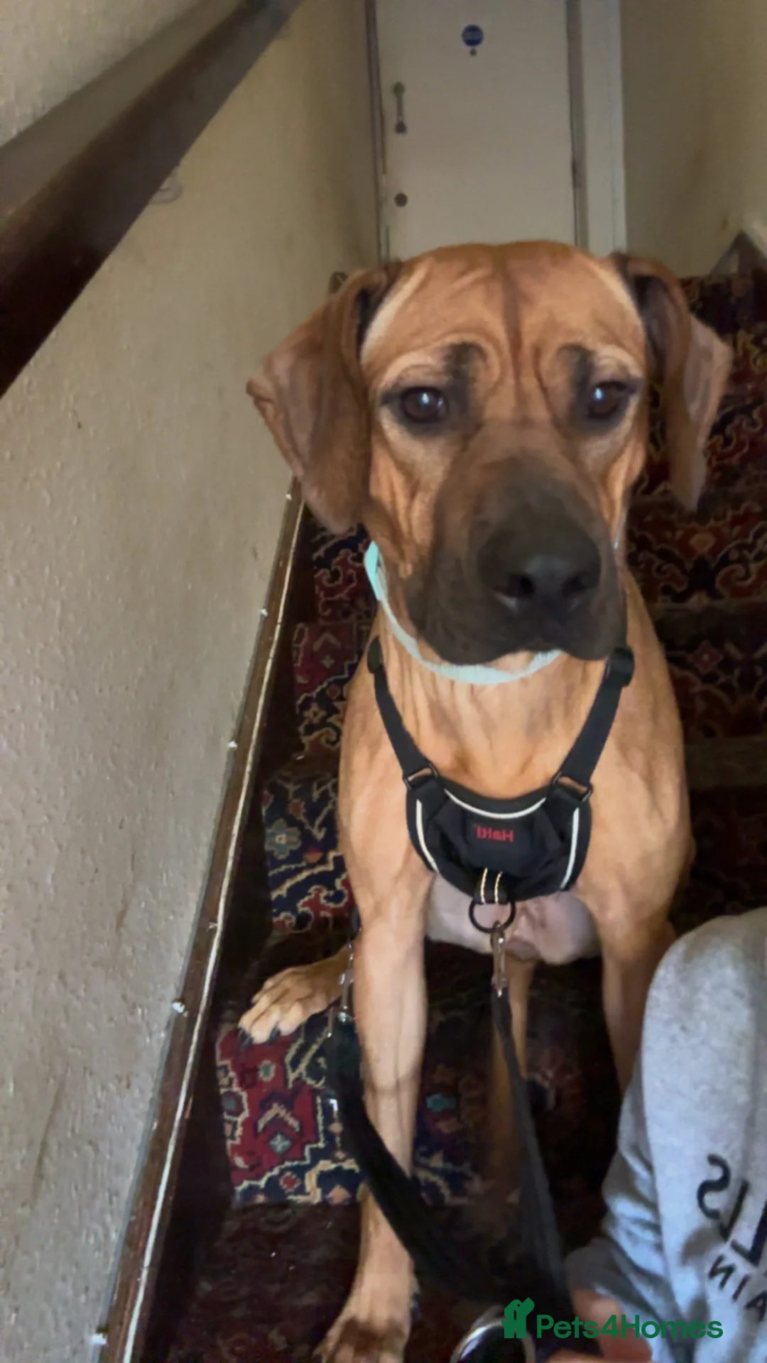 Rhodesian Ridgeback dogs for sale: Female ridgeback  in Gainsborough - Advert 7