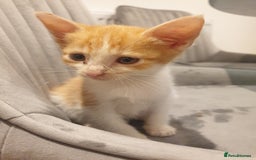 Mixed Breed cats for sale: Lovely ginger and white kitten - Image 3