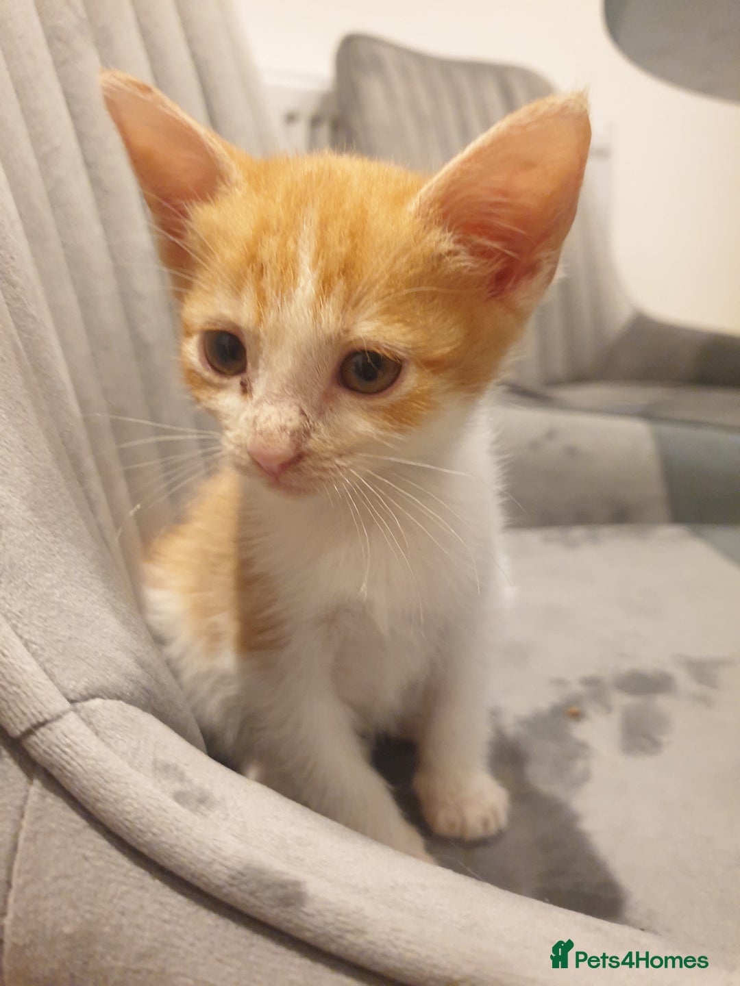 Mixed Breed cats for sale: Lovely ginger and white kitten - Image 3