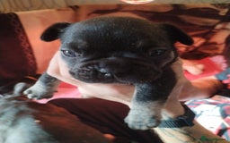 French Bulldog dogs for sale: French bulldog  - Image 4