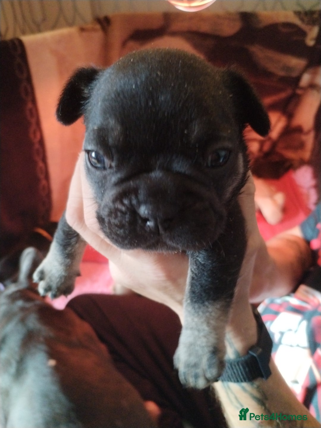 French Bulldog dogs for sale: French bulldog  - Image 4
