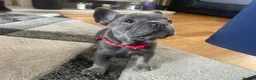 French Bulldog dogs for sale: Beautiful french bulldog female puppies  - Advert 20