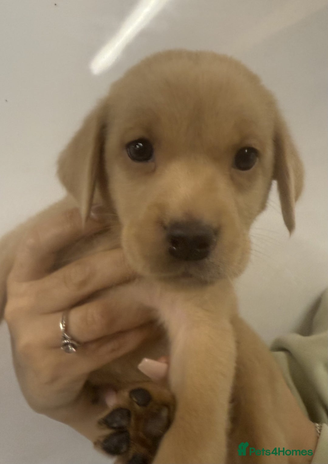 Labrador Retriever dogs for sale: Labrador Puppies For Sale - Advert 6