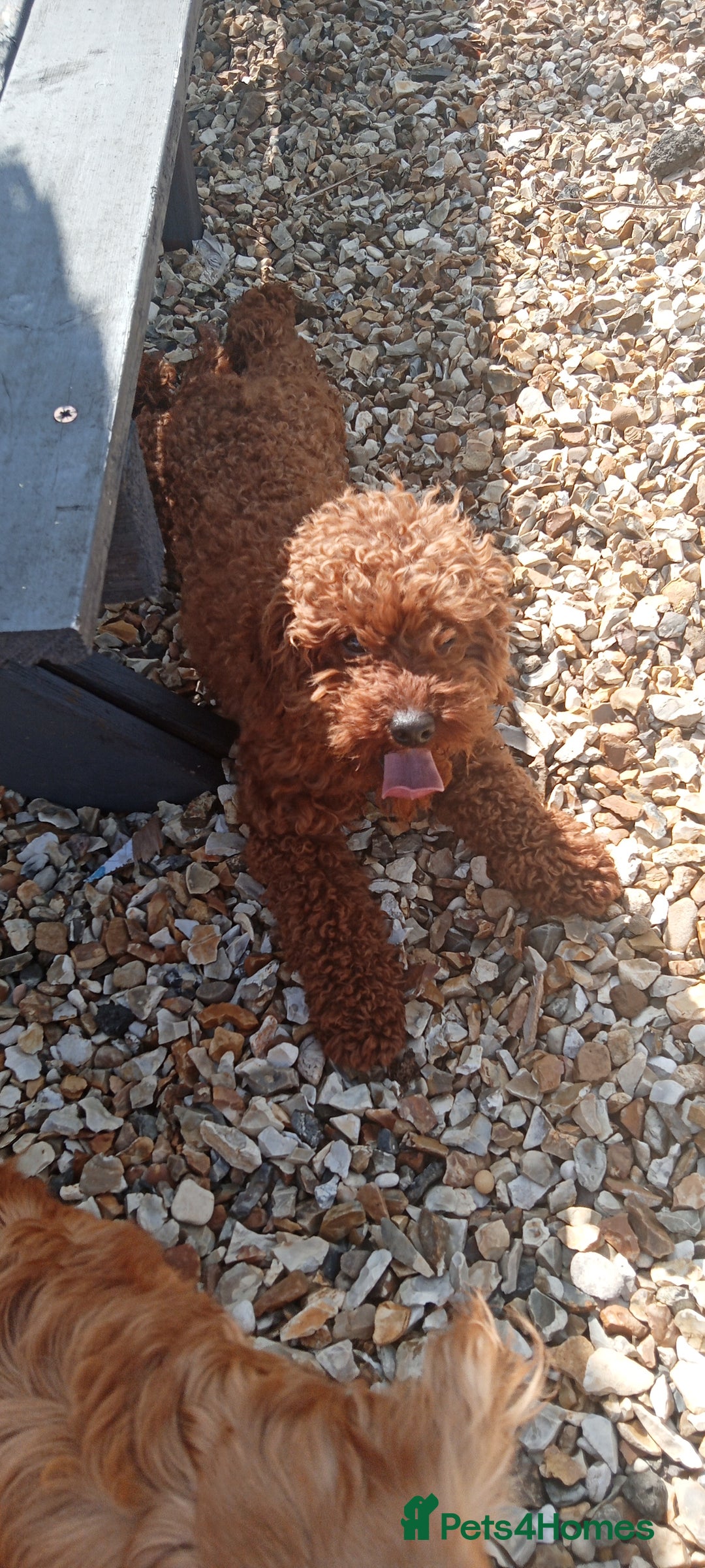 Cockapoo dogs for sale: Cockapoo puppies f1 show ) ruby red! In litter ♥️ - Image 8