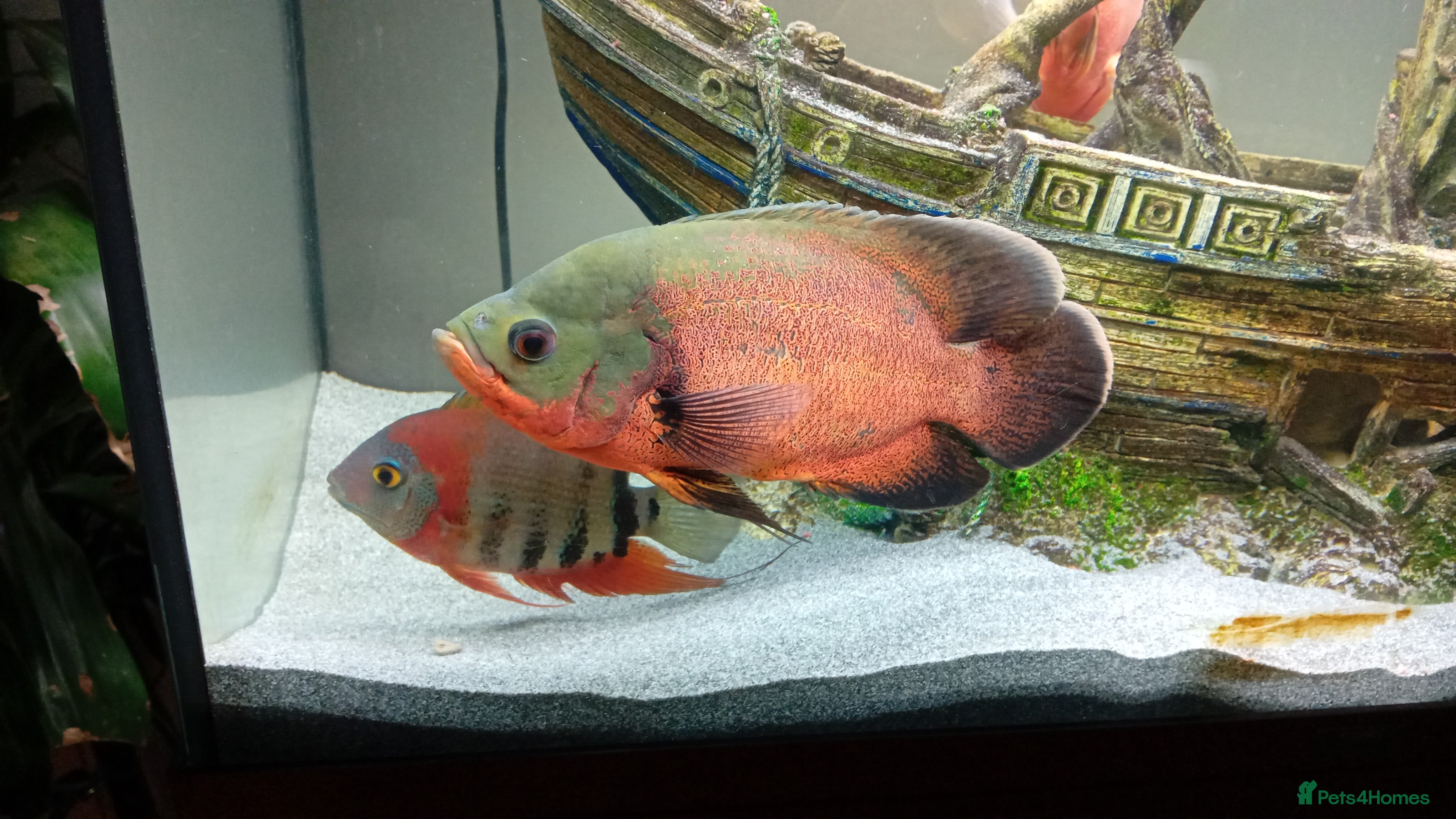 Other/Mixed Breed fish Tropical fish with aquariums - Advert 2