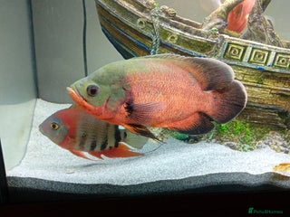 Other/Mixed Breed fish Tropical fish with aquariums - Advert 2
