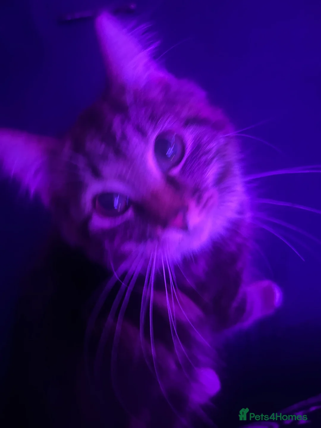Maine Coon cats for sale: Peble in Newton-le-Willows - Advert 10