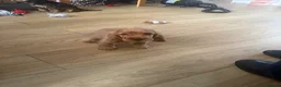 Cocker Spaniel dogs for sale: Kc reg Show type cocker spaniel in Shotts - Advert 2