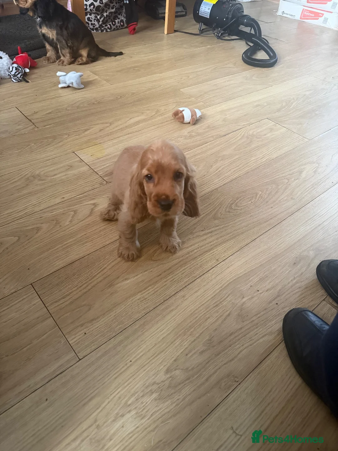 Cocker Spaniel dogs for sale: Kc reg Show type cocker spaniel in Shotts - Advert 2
