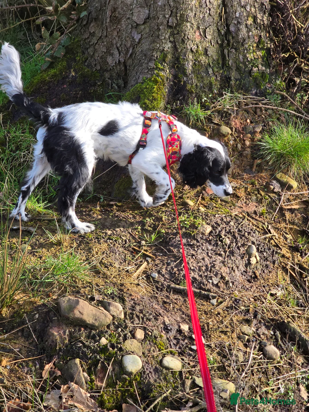 Cockapoo dogs for sale: Cockapoo dog -READY NOW! - Advert 2