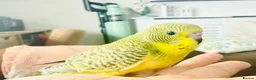 Budgerigars birds for sale: Beautiful tame baby budgies for sale  - Advert 4