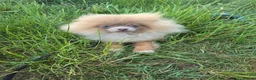 Pomeranian dogs for sale: KC Young Adult Male and Female six mo - Advert 9