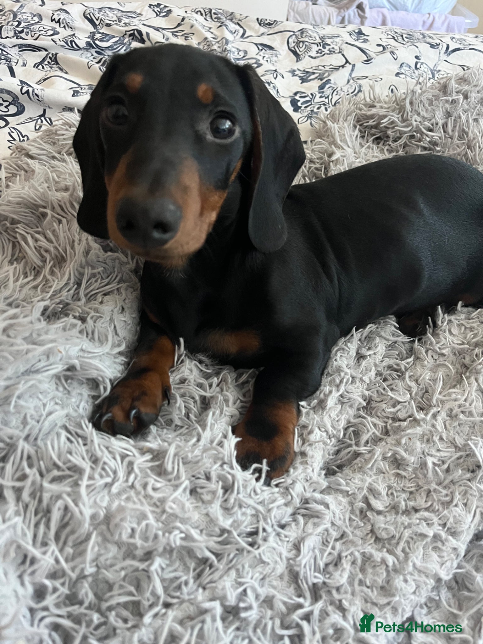 Miniature Dachshund dogs 💙MINI DACHSHUND, BOTH VACCINES & READY TO LEAVE💙 - Advert 9