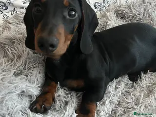 Miniature Dachshund dogs 💙MINI DACHSHUND, BOTH VACCINES & READY TO LEAVE💙 - Advert 9