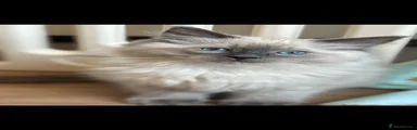 Ragdoll Kitten 1
