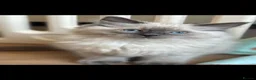 Ragdoll cats for sale: Ready Now Bluepoint Ragdoll Kittens - Advert 14
