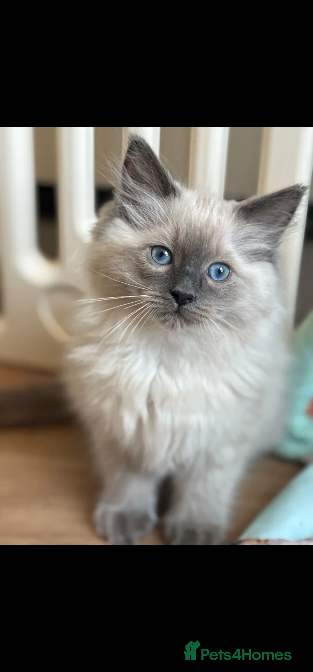 Ragdoll cats for sale: Ready Now Bluepoint Ragdoll Kittens - Advert 14