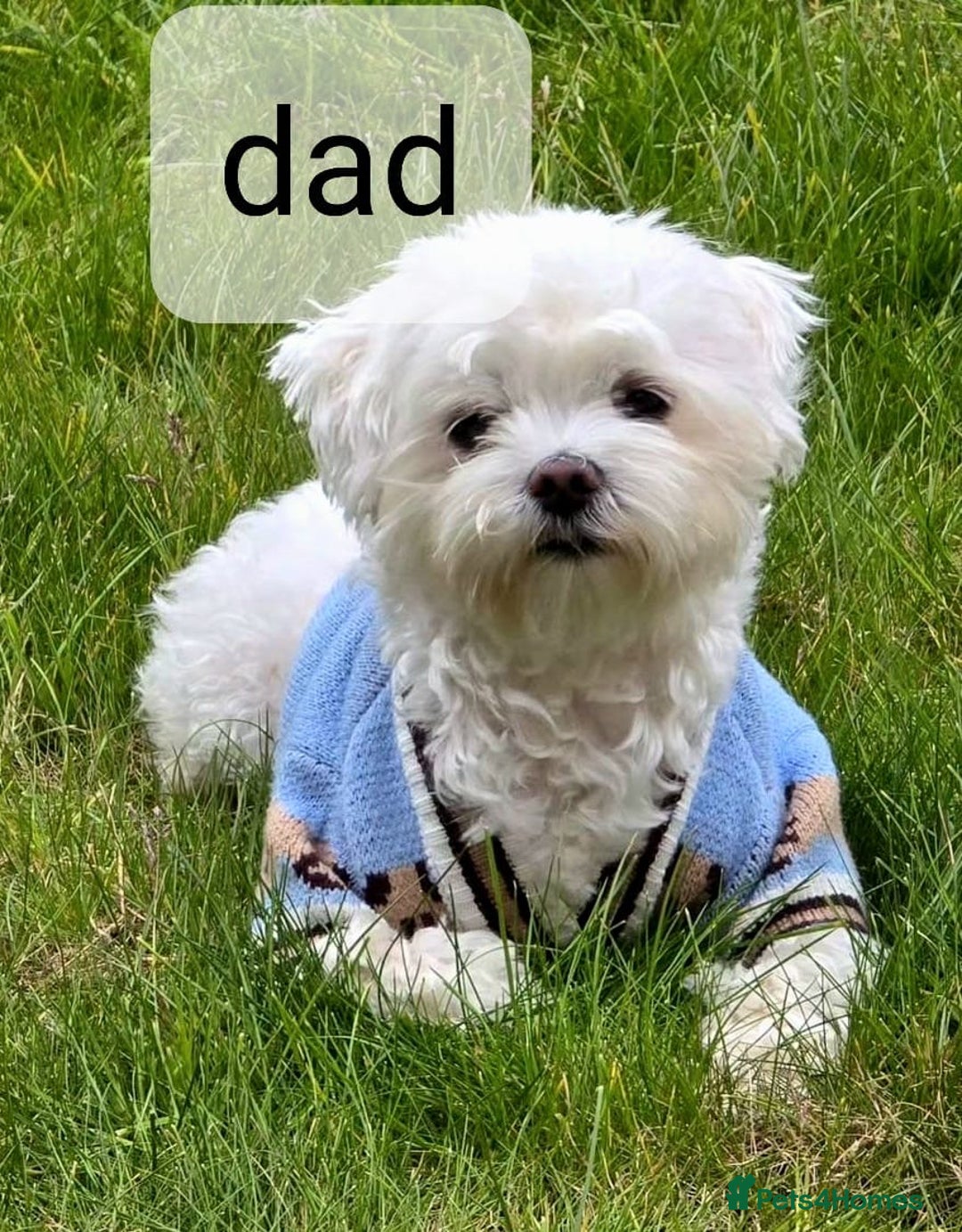 Maltese dogs for sale: Extra mini adorable pups in Bury - Image 27