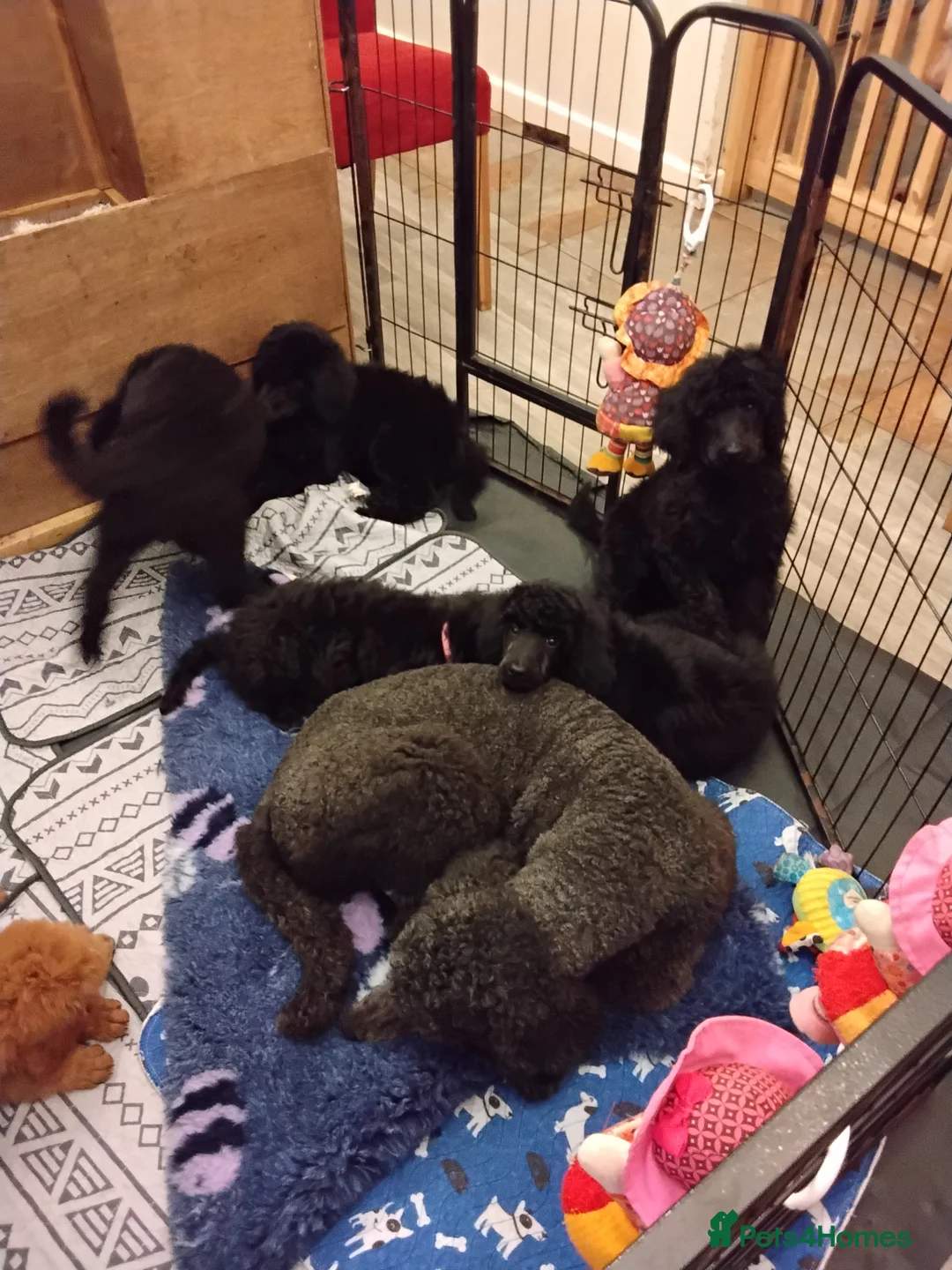 Standard Poodle dogs for sale: Beautiful blue kc reg standard poodle puppies - Advert 6