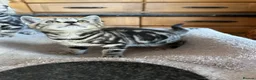 British Shorthair cats for sale: British Shorthair Silver Tabby & Chocolate Tabby - Advert 3