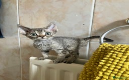 Devon Rex cats for sale: GCCF Registered Pedigree Devon Rex Kittens ❤️ in Leeds - Image 24