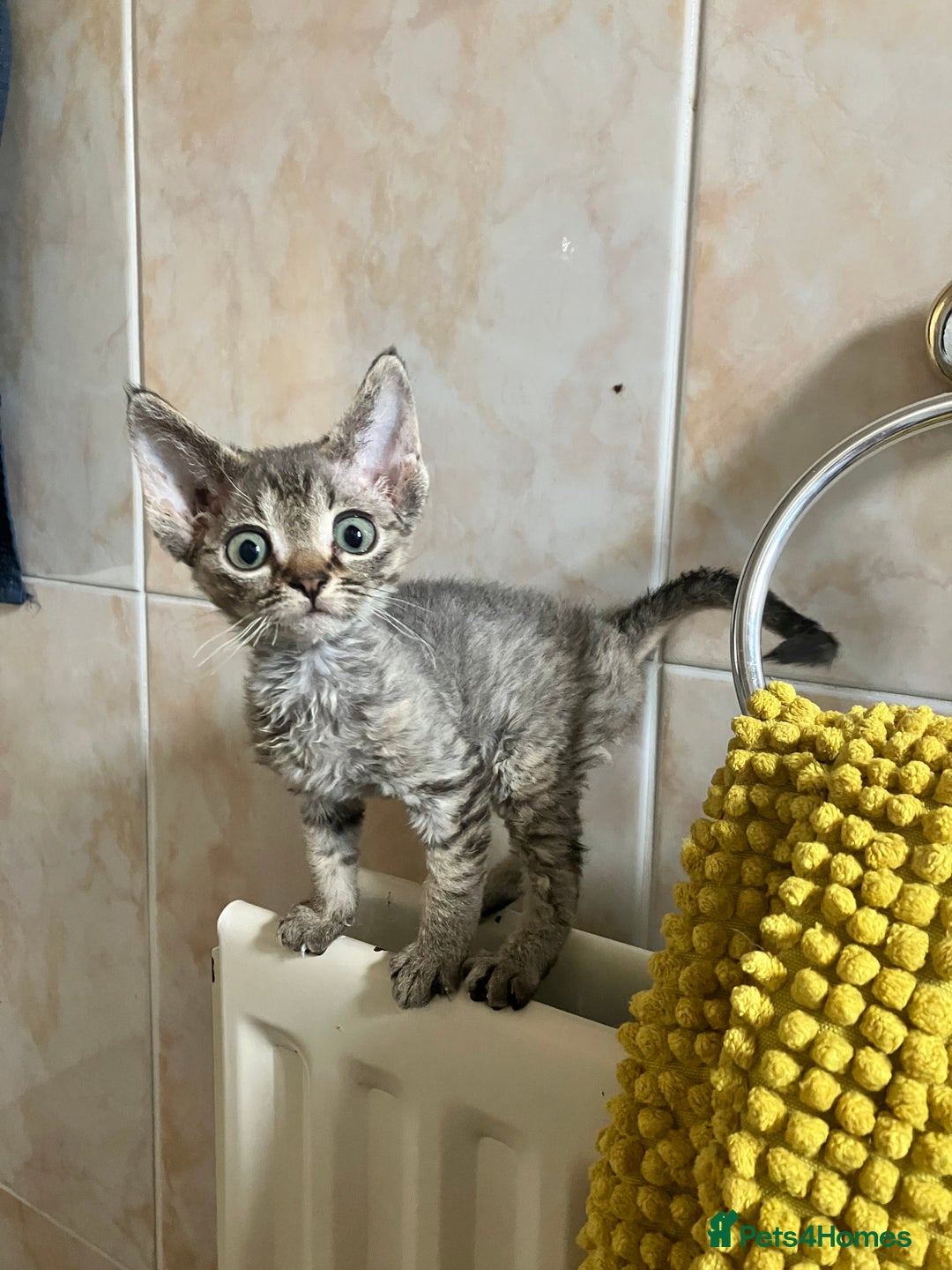 Devon Rex cats for sale: GCCF Registered Pedigree Devon Rex Kittens ❤️ in Leeds - Image 24