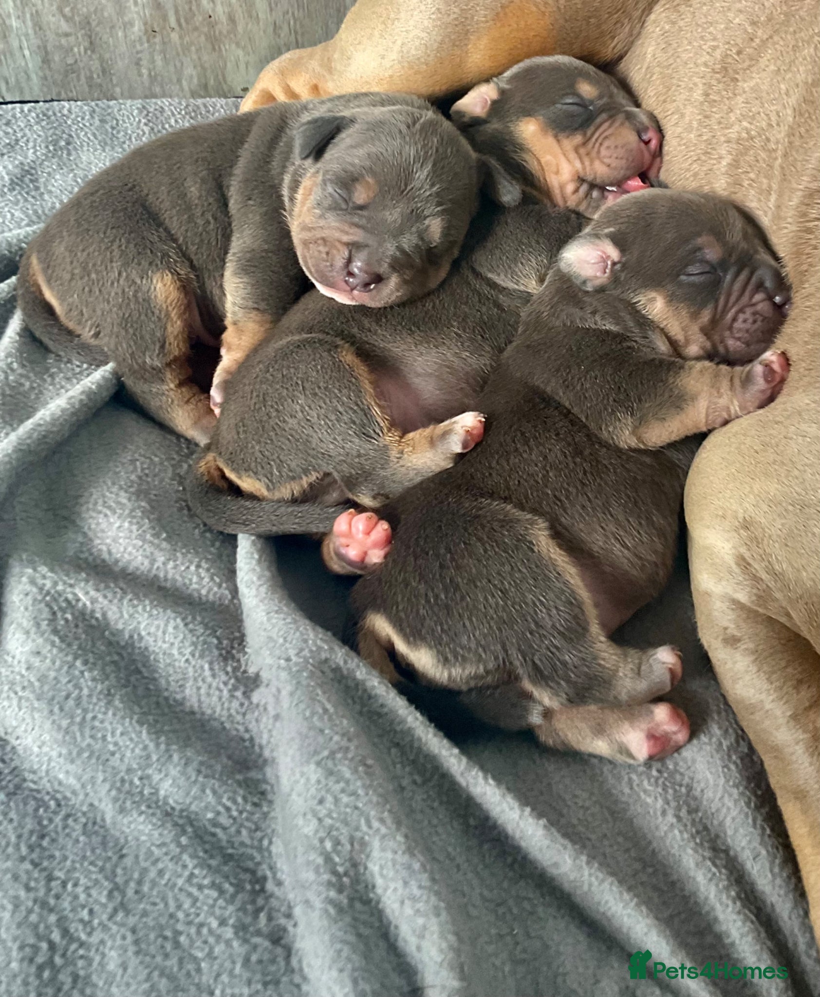 American Bully dogs American pocket bullies  - Advert 3