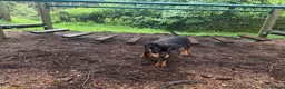 Rottweiler dogs for sale: Rottweiler male - Advert 2