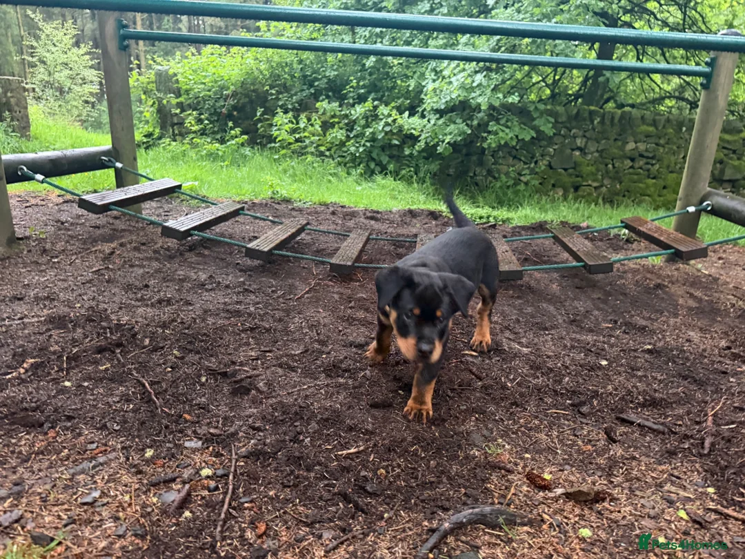Rottweiler dogs for sale: Rottweiler male - Advert 2