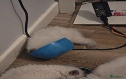 Ragdoll cats for sale: Ragdoll Kittens - Image 18