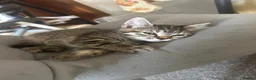 Domestic Shorthair cats for sale: Kittens for sale  - Advert 3