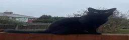 Domestic Shorthair cats for sale: Black boy who loves cuddles in Birmingham - Advert 6