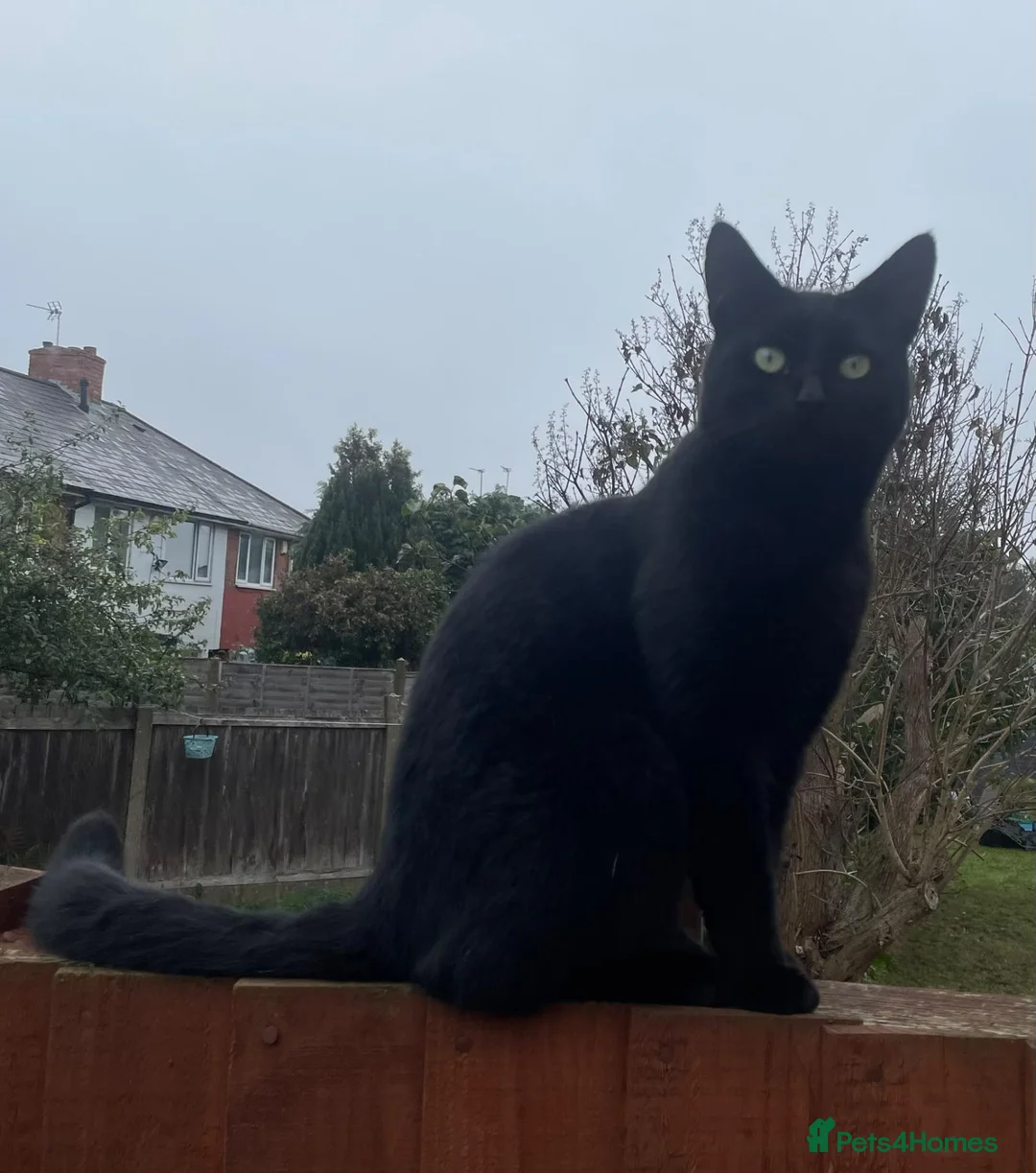 Domestic Shorthair cats for sale: Black boy who loves cuddles in Birmingham - Advert 6