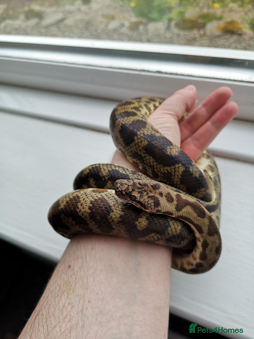 Python Snake reptiles for sale: 2018 Cape York Spotted Python - Proven Male - Image 4